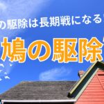 鳩駆除の安全な方法と業者選びのポイント!!費用と自力で対処する方法は?